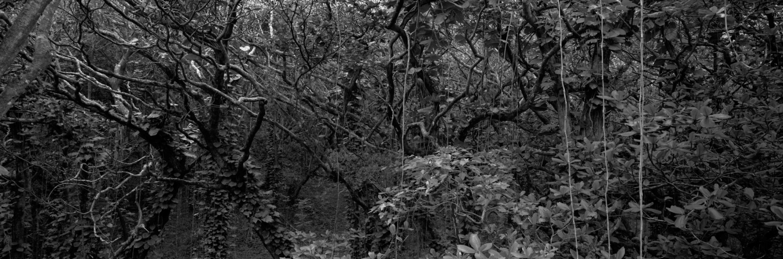 Christian Vogt, Naturräume I, 2008
Pigmented ink on rag paper
110 x 290 cm
Edition of 3