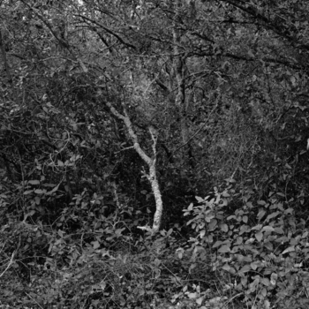Christian Vogt, Naturräume III, 2008