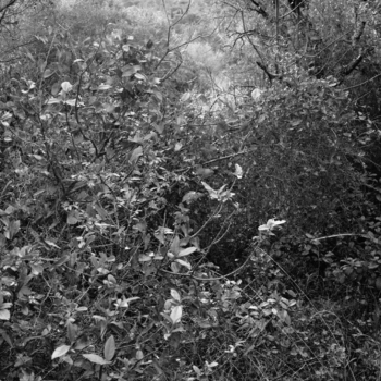 Christian Vogt, Naturräume VII, 2008