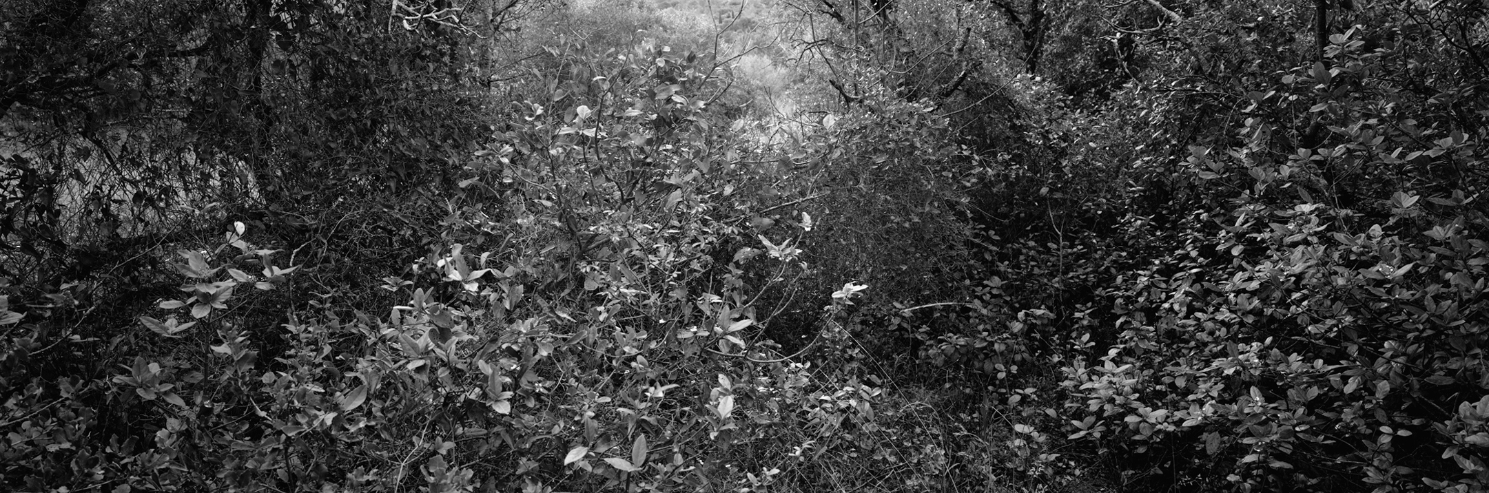 Christian Vogt, Naturräume VII, 2008
Pigmented ink on rag paper
110 x 290 cm
Edition of 3