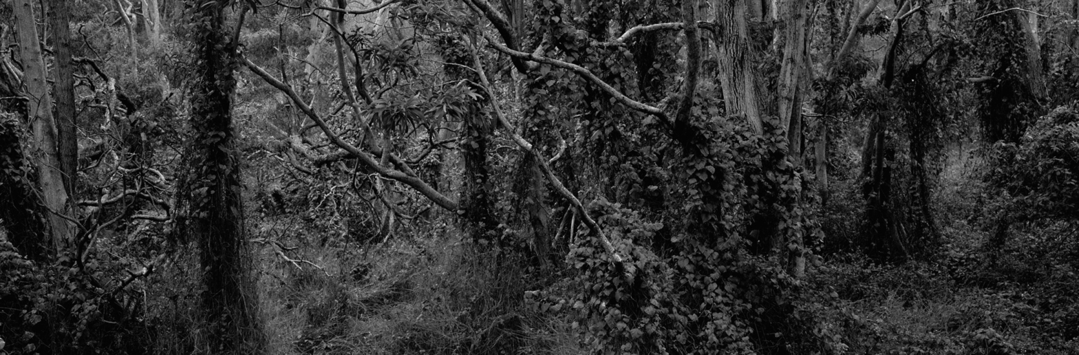 Christian Vogt, Naturräume VIII, 2008
Pigmented ink on rag paper
110 x 290 cm
Edition of 3