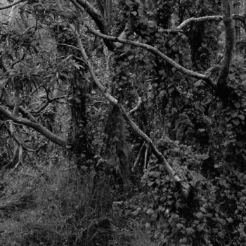 Christian Vogt, Naturräume VIII, 2008