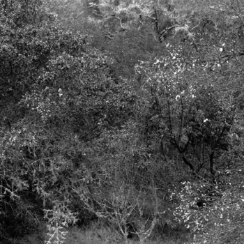 Christian Vogt, Naturräume X, 2008