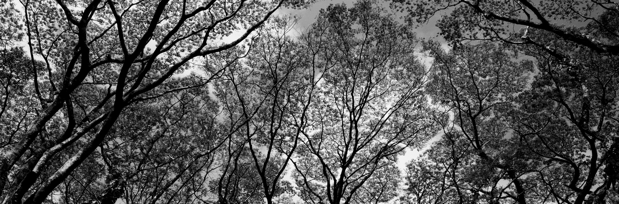 Christian Vogt, Naturräume XII, 2008
Pigmented ink on rag paper
110 x 290 cm
Edition of 3