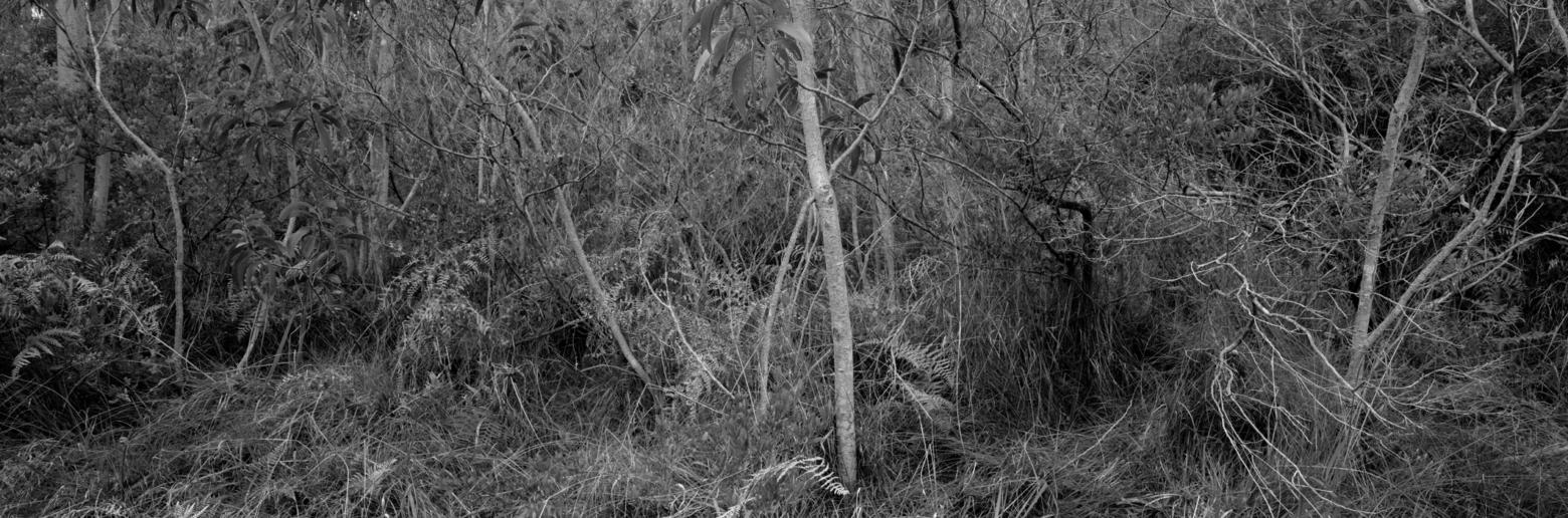 Christian Vogt, Naturräume XIII, 2008
Pigmented ink on rag paper
110 x 290 cm
Edition of 3