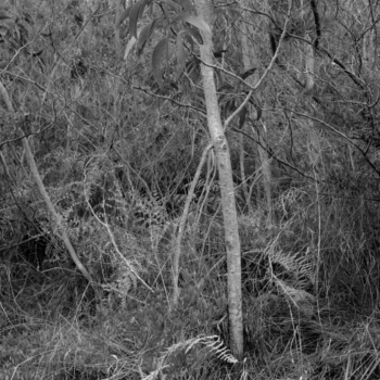 Christian Vogt, Naturräume XIII, 2008