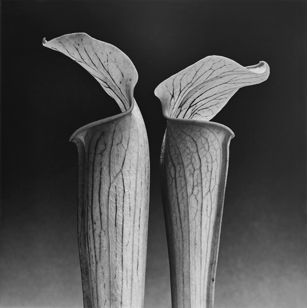 Robert Mapplethorpe (USA, 1946 – 1989)
Double Jack in the Pulpit, 1988, Silver Gelatin vintage print, corner-mounted, 48.9 x 48.9 cm Frame. Signed by the artist and dated in ink mount verso, including copyright stamp,
title, edition «2/10». 
© 2023 Robert Mapplethorpe Foundation l All rights reserved
