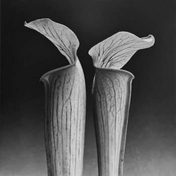Robert Mapplethorpe, Double Jack in the Pulpit, 1988
