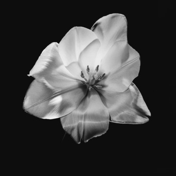 Robert Mapplethorpe, Tulip, 1985